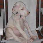 Nevex